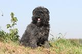 BOUVIER DES FLANDRES 074